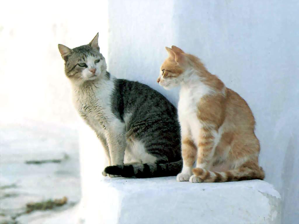 Gatti (145)